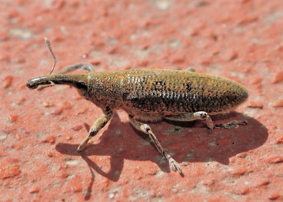 Lixus sp.